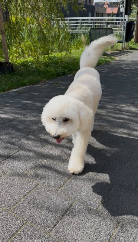 Vrolijke hond wandelt buiten met kwispelende staart
