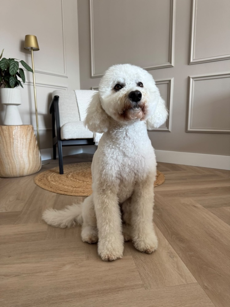 Prachtig geknipte witte doodle in stijlvolle woonkamer