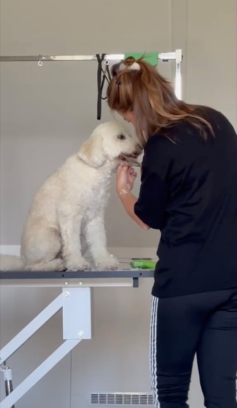 Rustige trimbehandeling onder het kinnetje van de hond